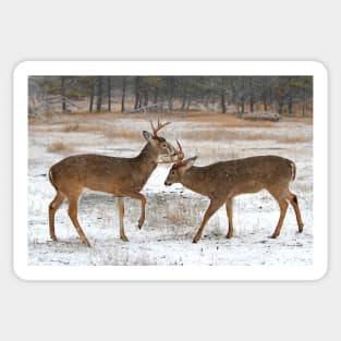 Battle of the Big Bucks - White-tailed deer Sticker